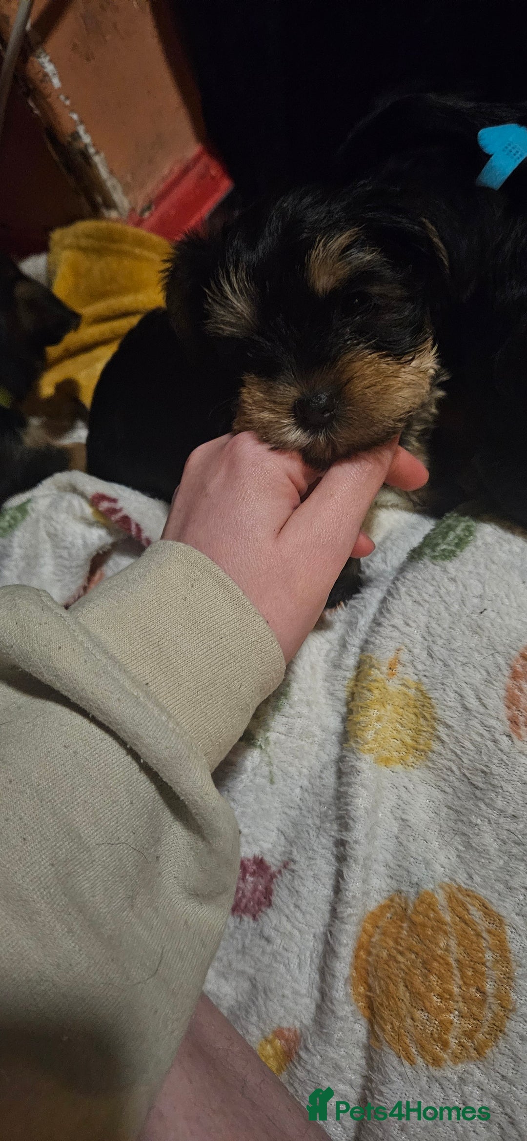 Mixed Breed dogs for sale:  **  yorkshire x full sized yorkshire terrier - Advert 17