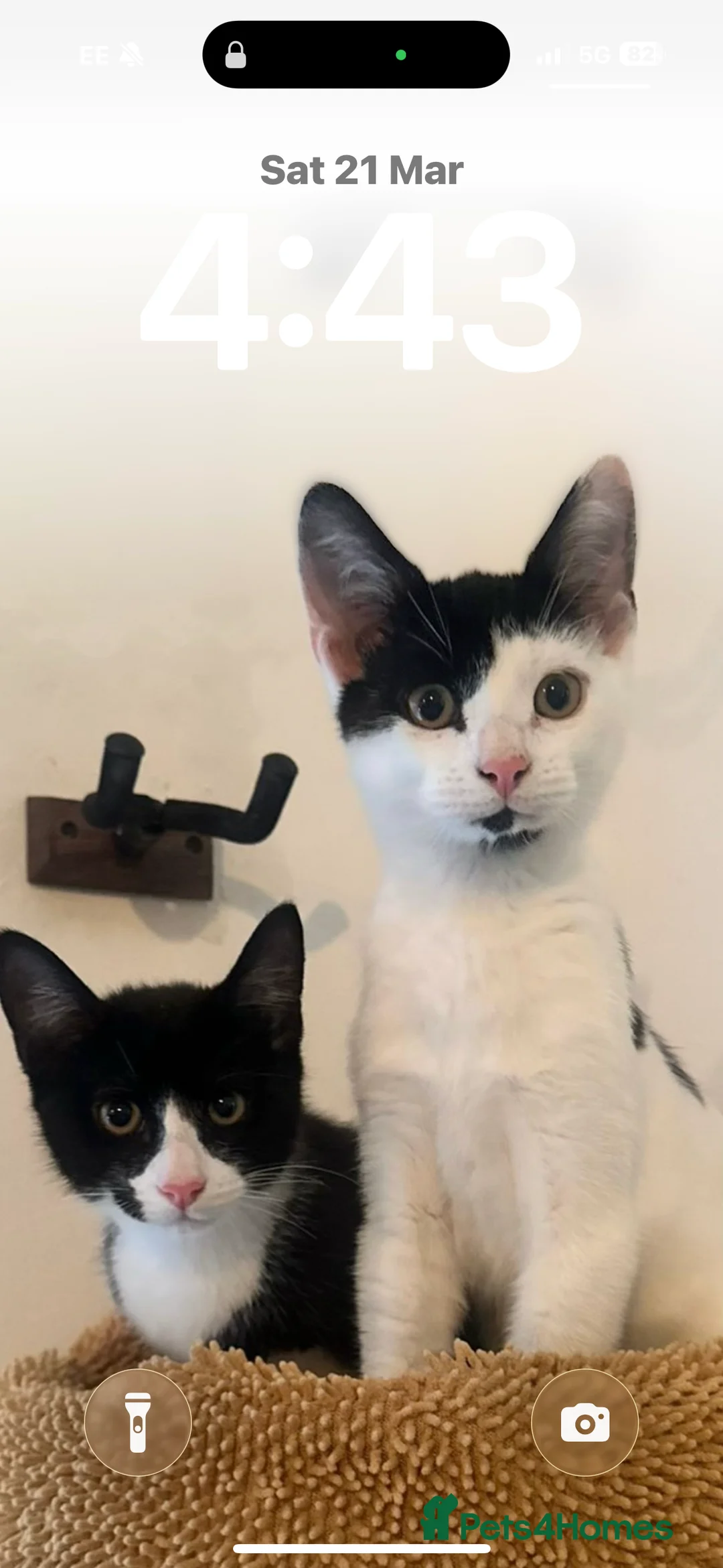 Mixed Breed cats for sale: Gary and prince - Advert 2