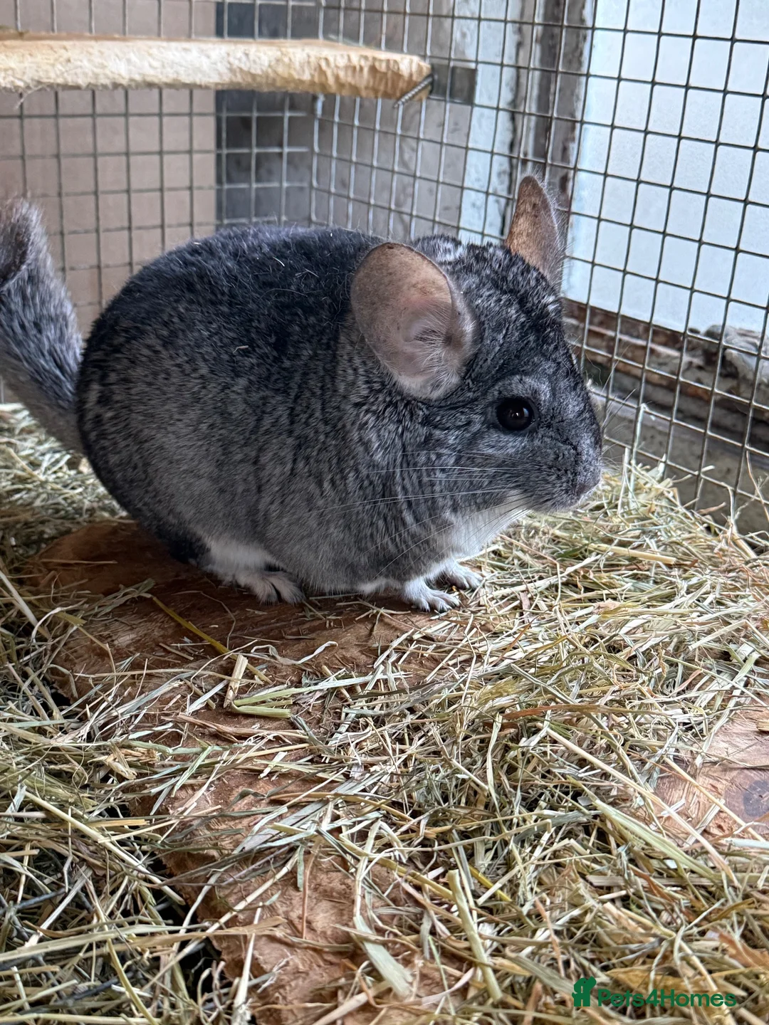Chinchilla rodents for sale: 3 Male Chinchillas Looking for a Loving Home 🐾 in Romford - Advert 4
