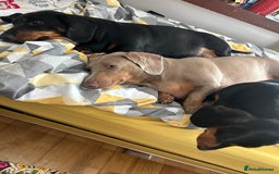 Miniature Dachshund dogs for sale: Black and tan girl looking for a loving home. - Image 5