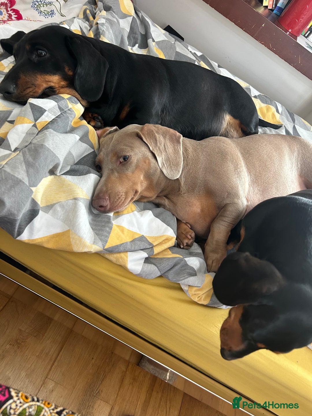 Miniature Dachshund dogs for sale: Black and tan girl looking for a loving home. - Image 5