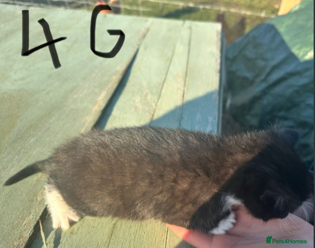 Mixed Breed cats for sale: Adorable Black and White Tuxedo Kittens - Advert 9