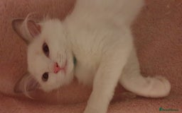 Ragdoll cats for sale:  GCCF KITTENS CHOC & LILAC MITTED AND BI-COLOUR in Darwen - Image 37