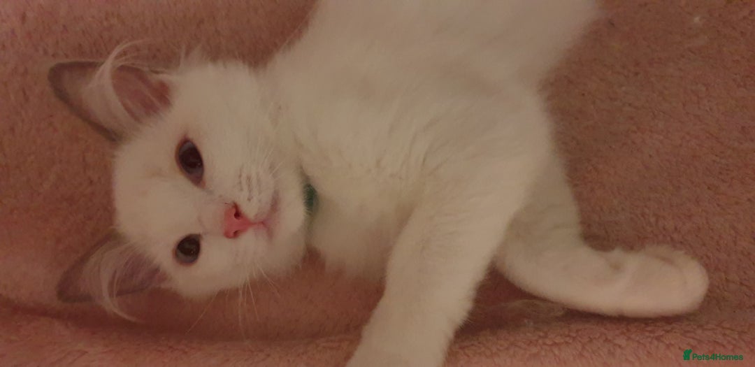 Ragdoll cats for sale:  GCCF KITTENS CHOC & LILAC MITTED AND BI-COLOUR in Darwen - Image 37