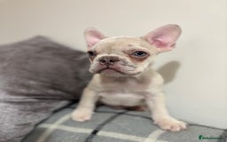 French Bulldog dogs for sale: 3 beautiful pedigree French bulldog puppies  - Image 11