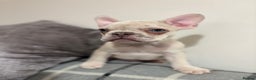 French Bulldog dogs for sale: 3 beautiful pedigree French bulldog puppies  - Advert 11