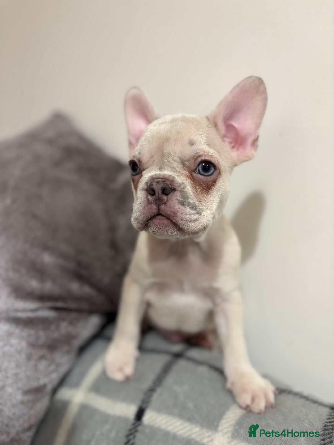 French Bulldog dogs for sale: 3 beautiful pedigree French bulldog puppies  - Image 11