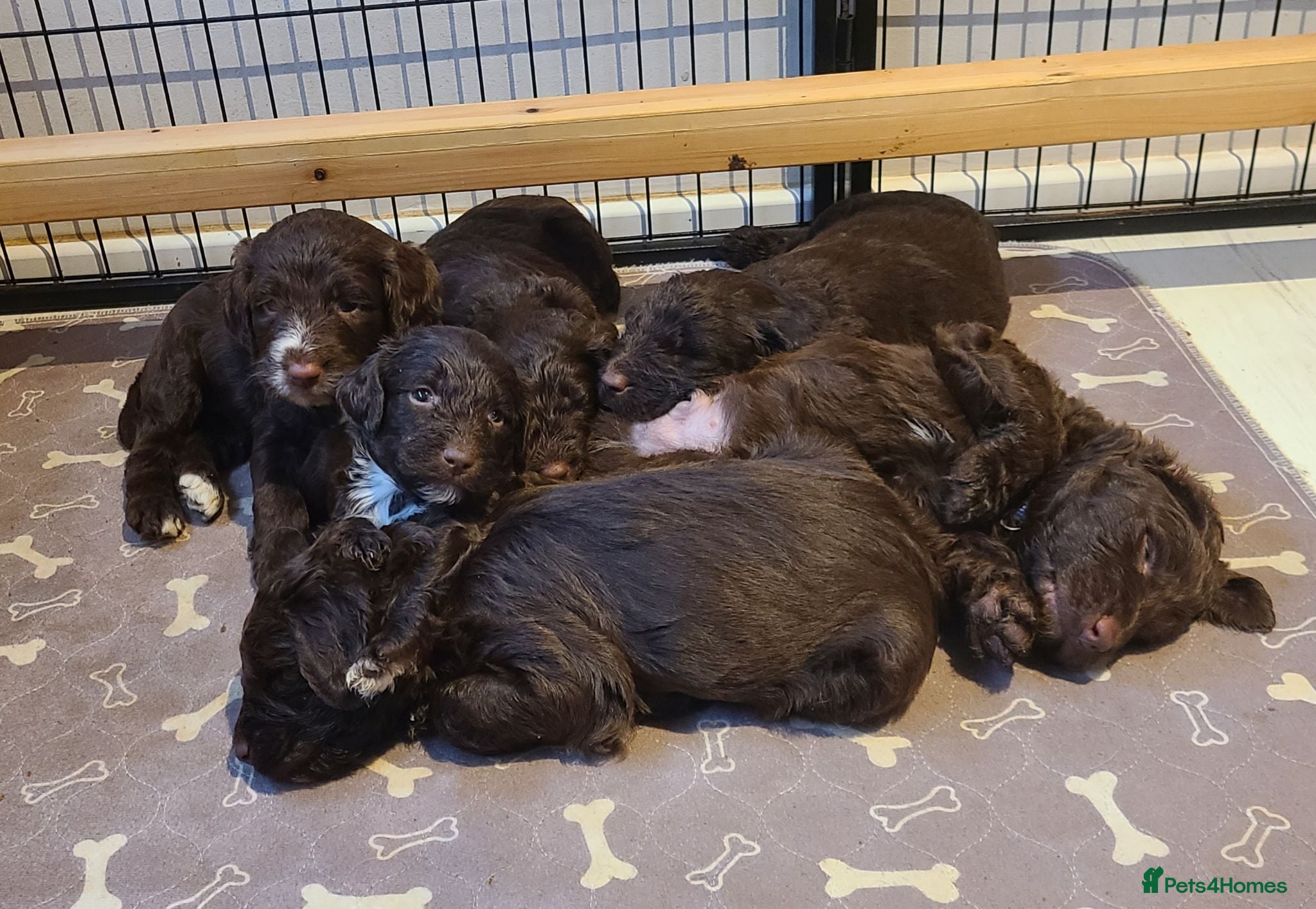 Sproodle dogs Gorgeous Chocolate F1 Sproodle Puppies  - Advert 1