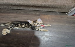 Maine Coon cats for sale: Maine Coon (parents not registered - family pet) - Image 15