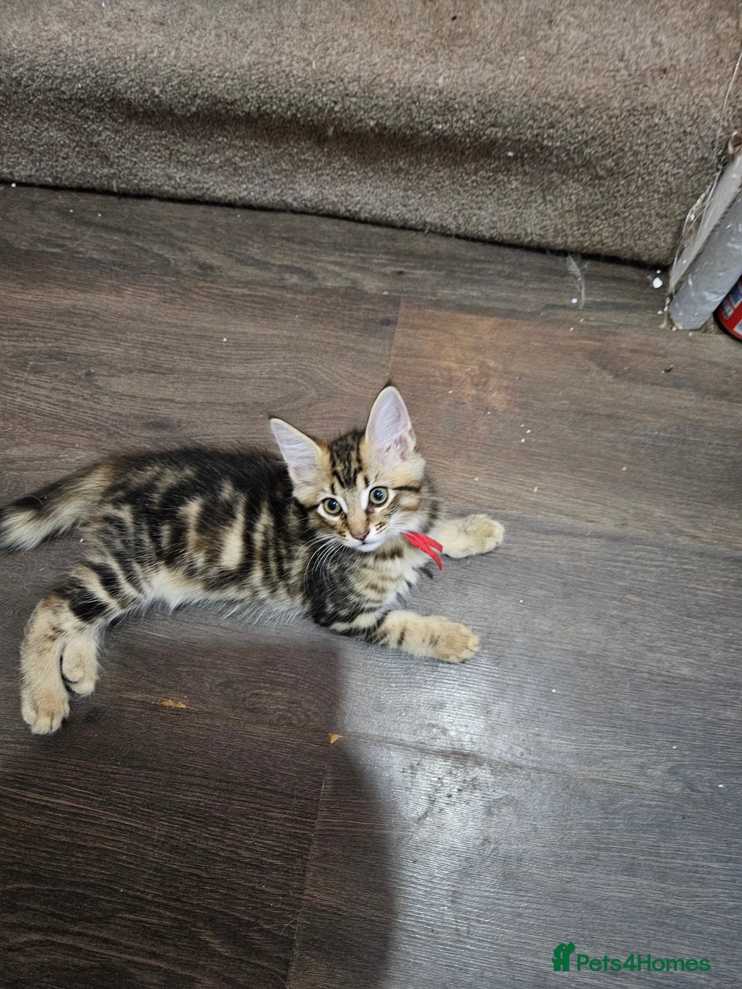 Maine Coon cats for sale: Maine Coon (parents not registered - family pet) - Image 15