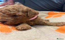 Miniature Poodle dogs for sale: Miniture poodles - READY TO LEAVE!!   - Image 34