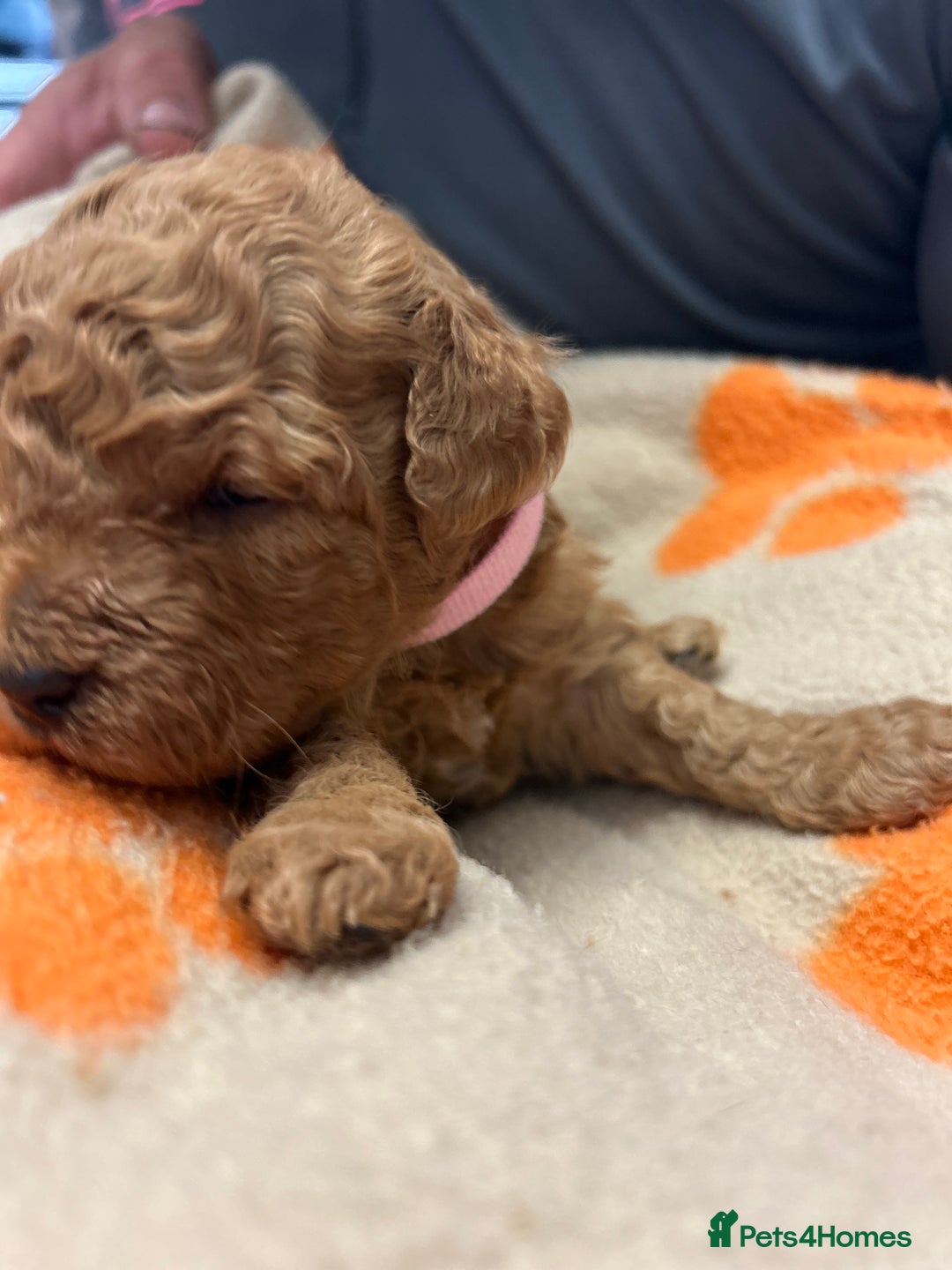 Miniature Poodle dogs for sale: Miniture poodles - READY TO LEAVE!!   - Image 34