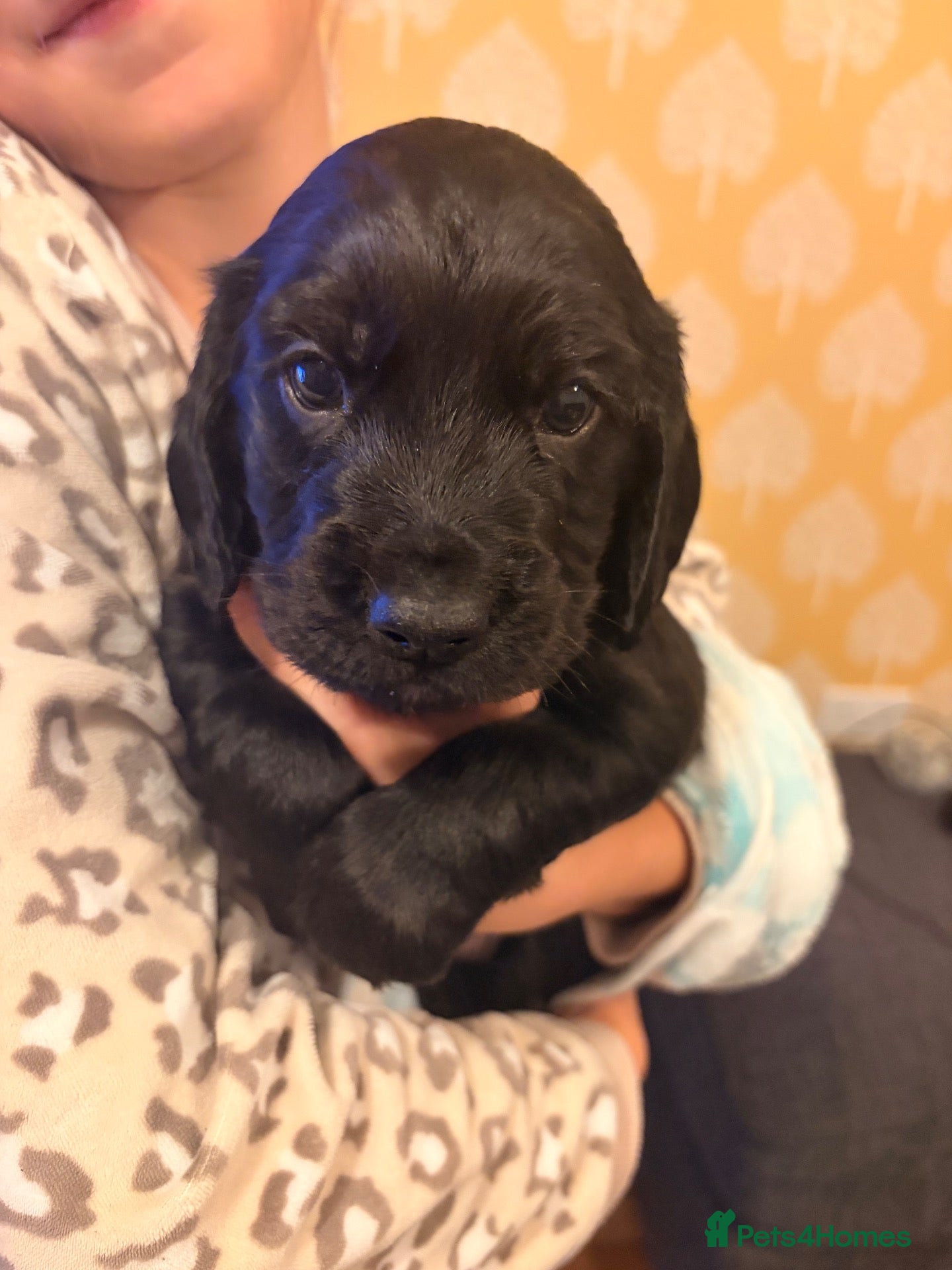 Cocker Spaniel dogs Male Working Cocker Spaniel Pup - KC Registered  - Advert 16