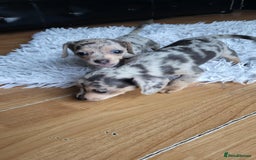 Mixed Breed dogs for sale: Mini dachshunds for sale - Image 11