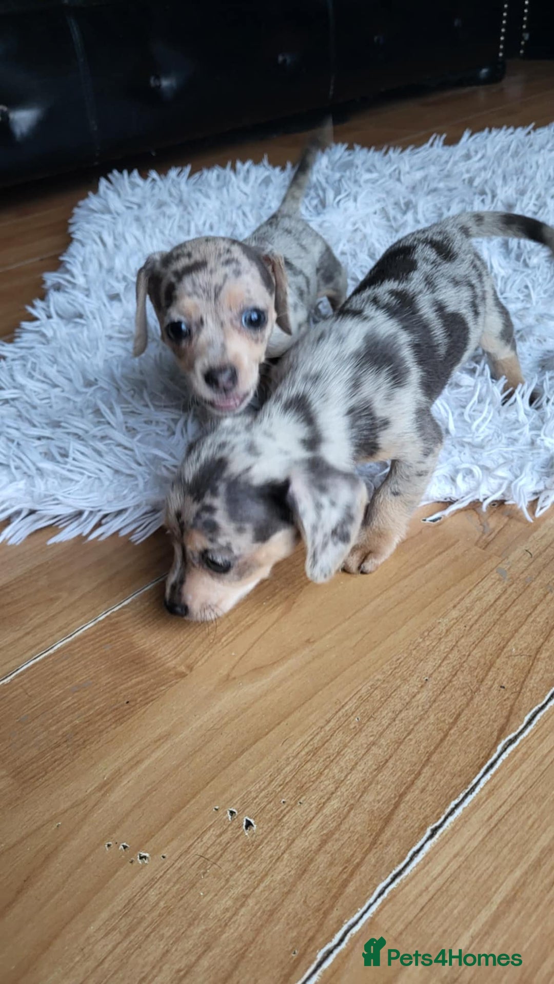 Mixed Breed dogs for sale: Mini dachshunds for sale - Image 11