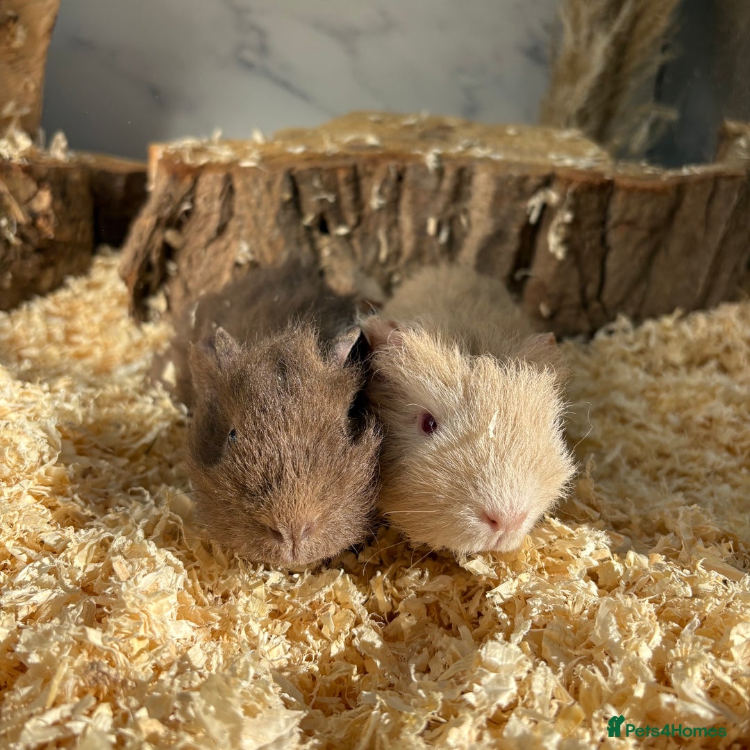 Guinea Pig rodents for sale: Multiple Baby Girls available 💗  - Image 1