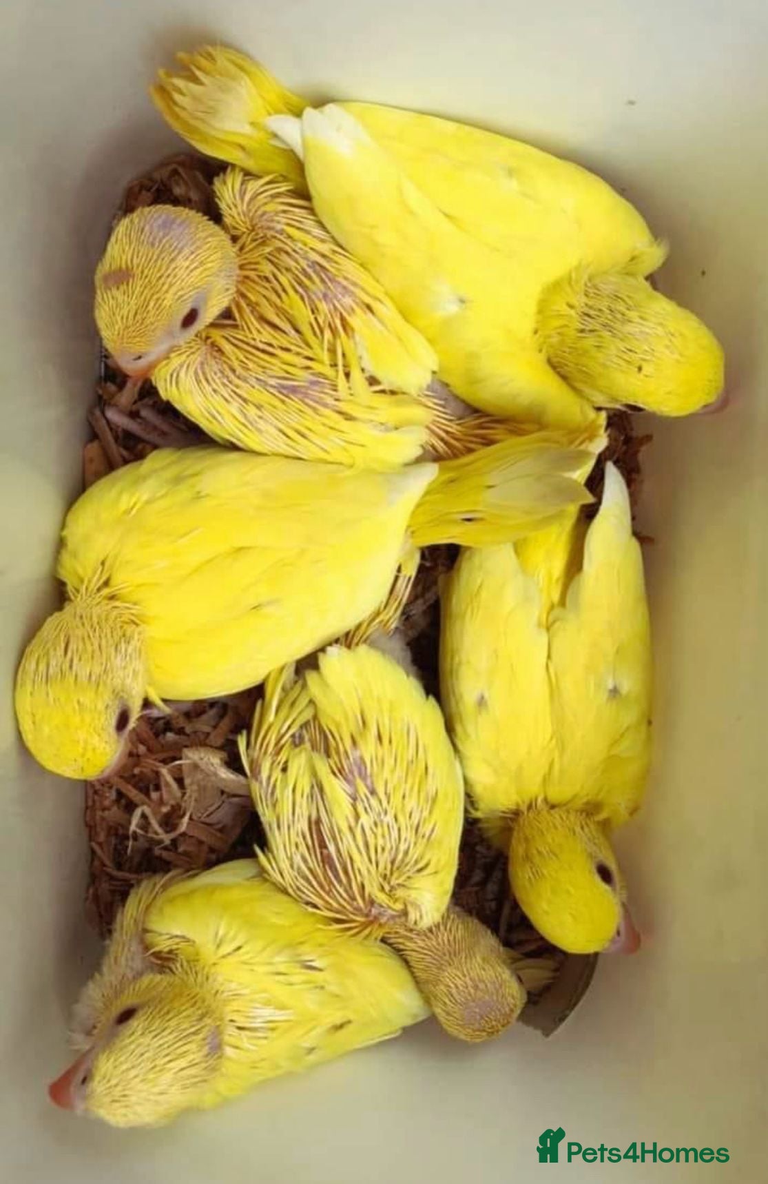 Conures birds for sale: Super tame hand reared ringneck - Advert 1