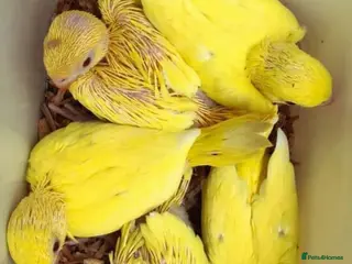 Conures birds Super tame hand reared ringneck - Advert 22