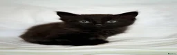 Mixed Breed cats for sale: Kittens/mixed in Sutton-in-Ashfield - Advert 4