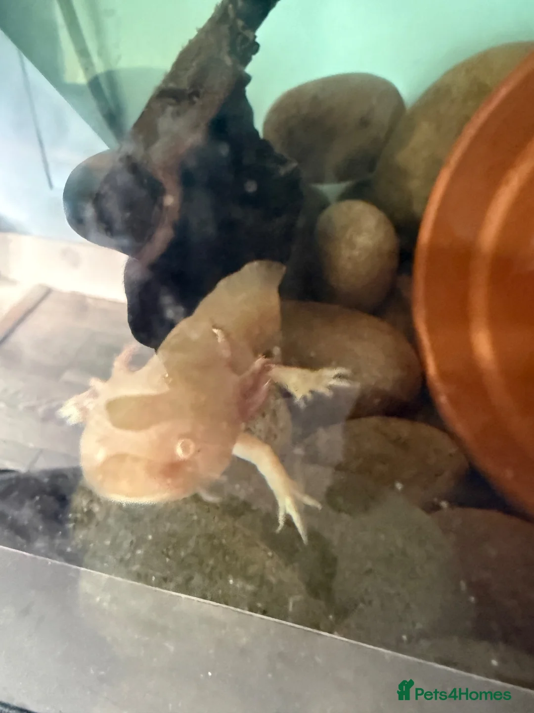 Catfish fish for sale: Axolotl in Sheerness - Advert 2
