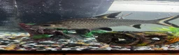 Sharks fish for sale: 2 Bala sharks  in Melton Mowbray - Advert 2