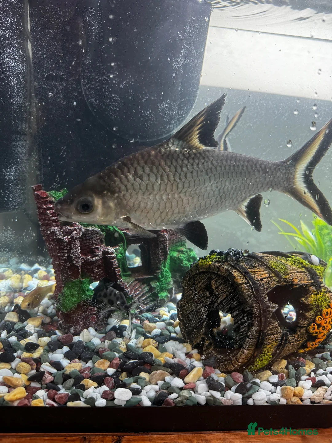 Sharks fish for sale: 2 Bala sharks  in Melton Mowbray - Advert 2