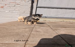 Siberian Husky dogs for sale: 5 Syberrian Husky puppies - Image 14