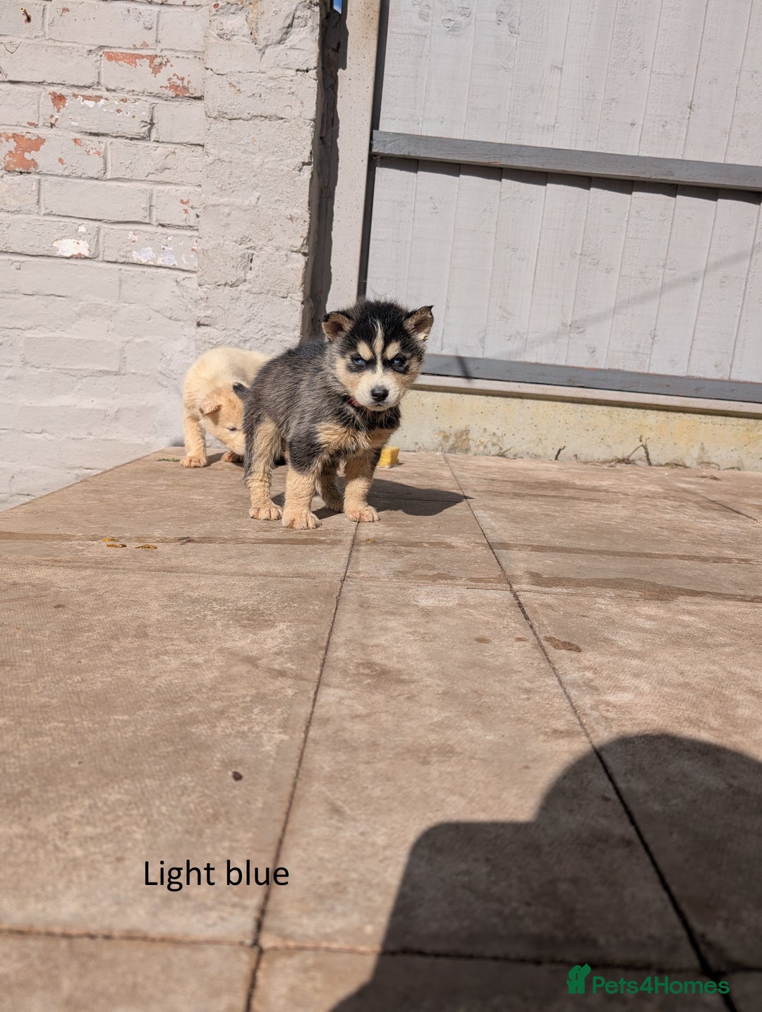 Siberian Husky dogs for sale: 5 Syberrian Husky puppies - Image 14
