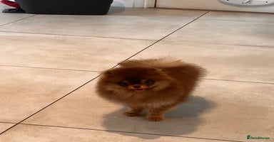 Pomeranian dogs - Advert 3