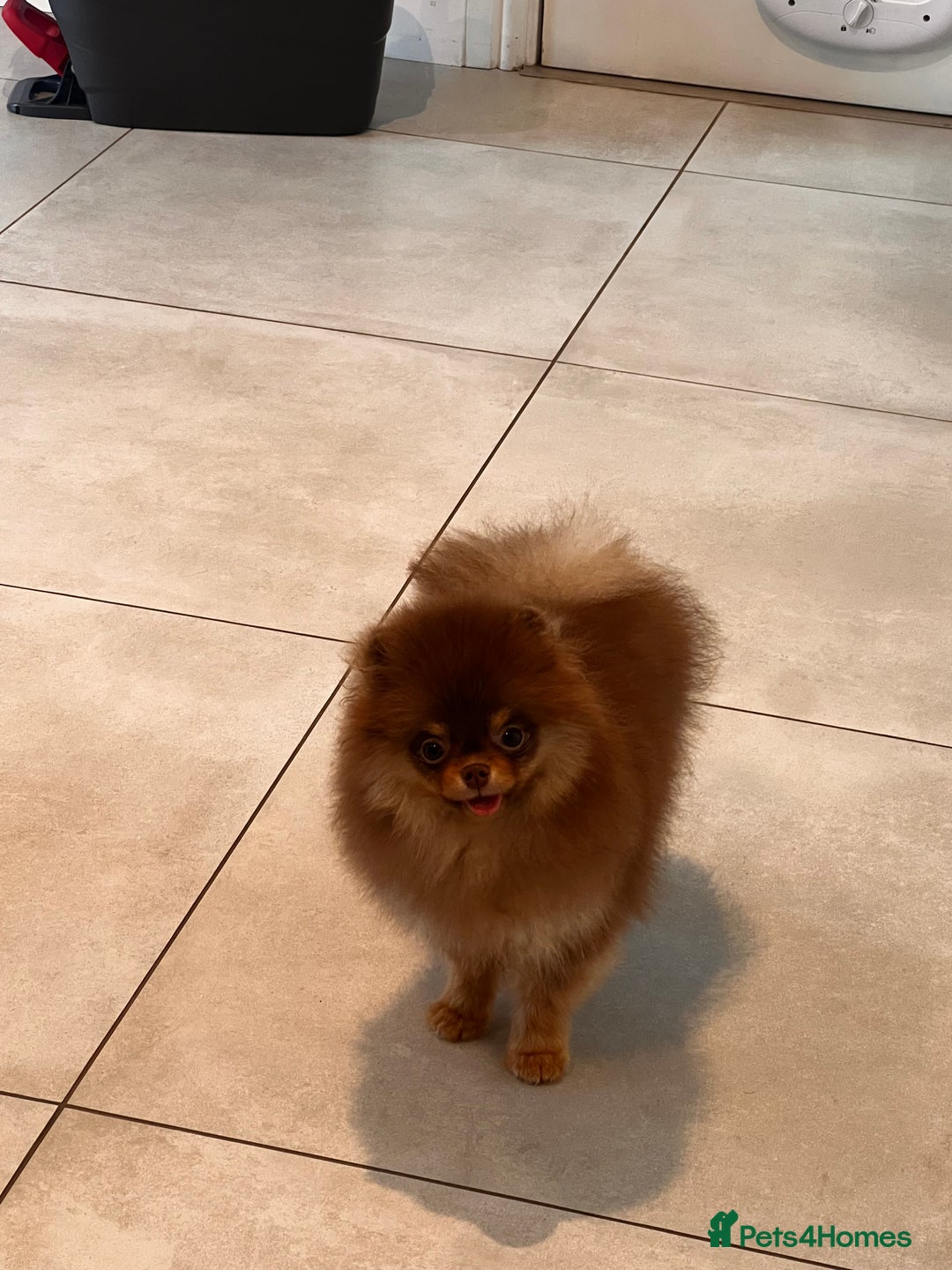 Pomeranian dogs for sale: Choc and Tan Pomeranian Boy - Image 2