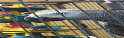 Parrots birds for sale: 6-Year-Old Female African Grey Parrot - Advert 2