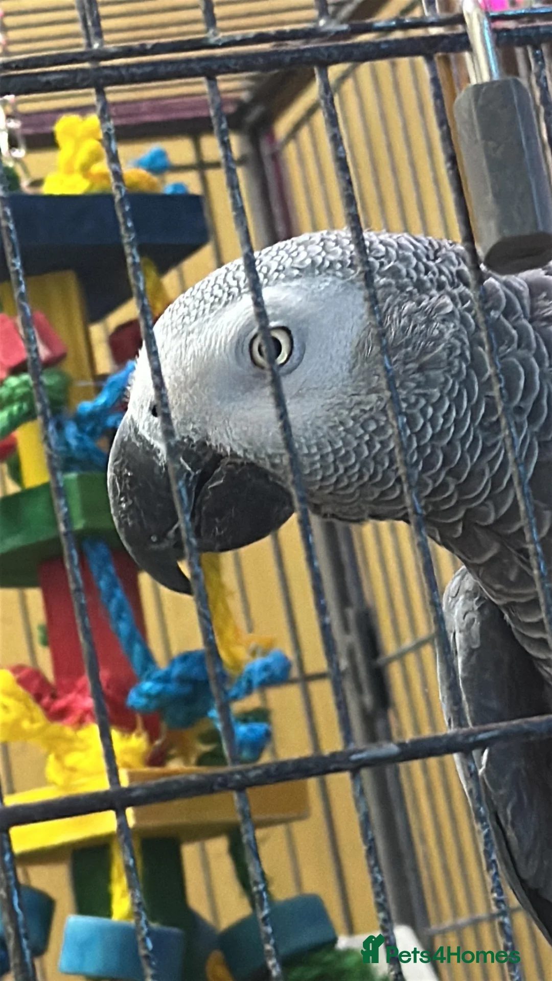 Parrots birds for sale: 6-Year-Old Female African Grey Parrot - Advert 2