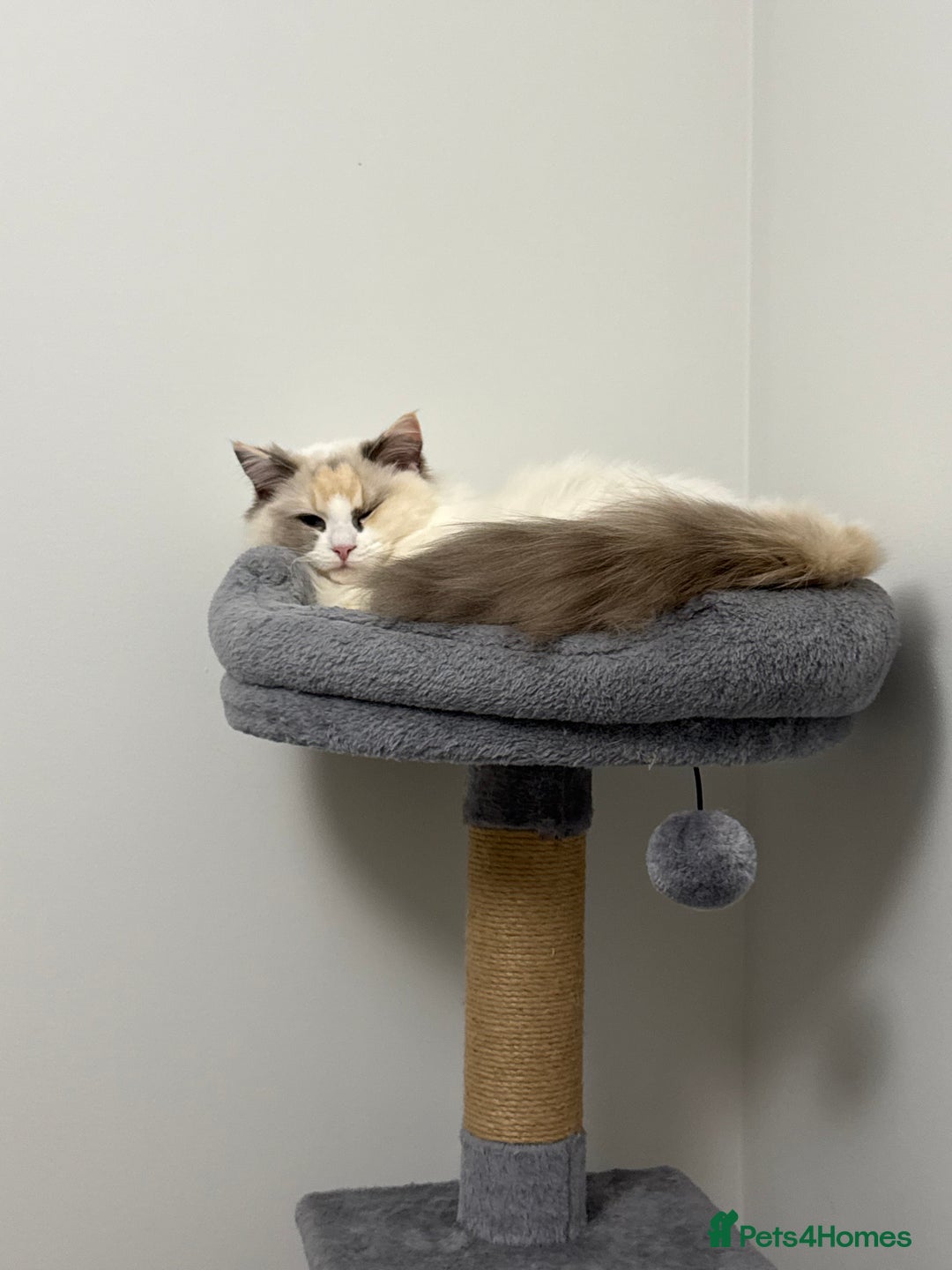 Ragdoll cats for sale: Female Ragdoll Blue Tortie Bicolour - Advert 4