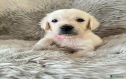 Golden Retriever dogs for sale: KC REGISTERED GOLDEN RETRIEVER PUPS - Image 5