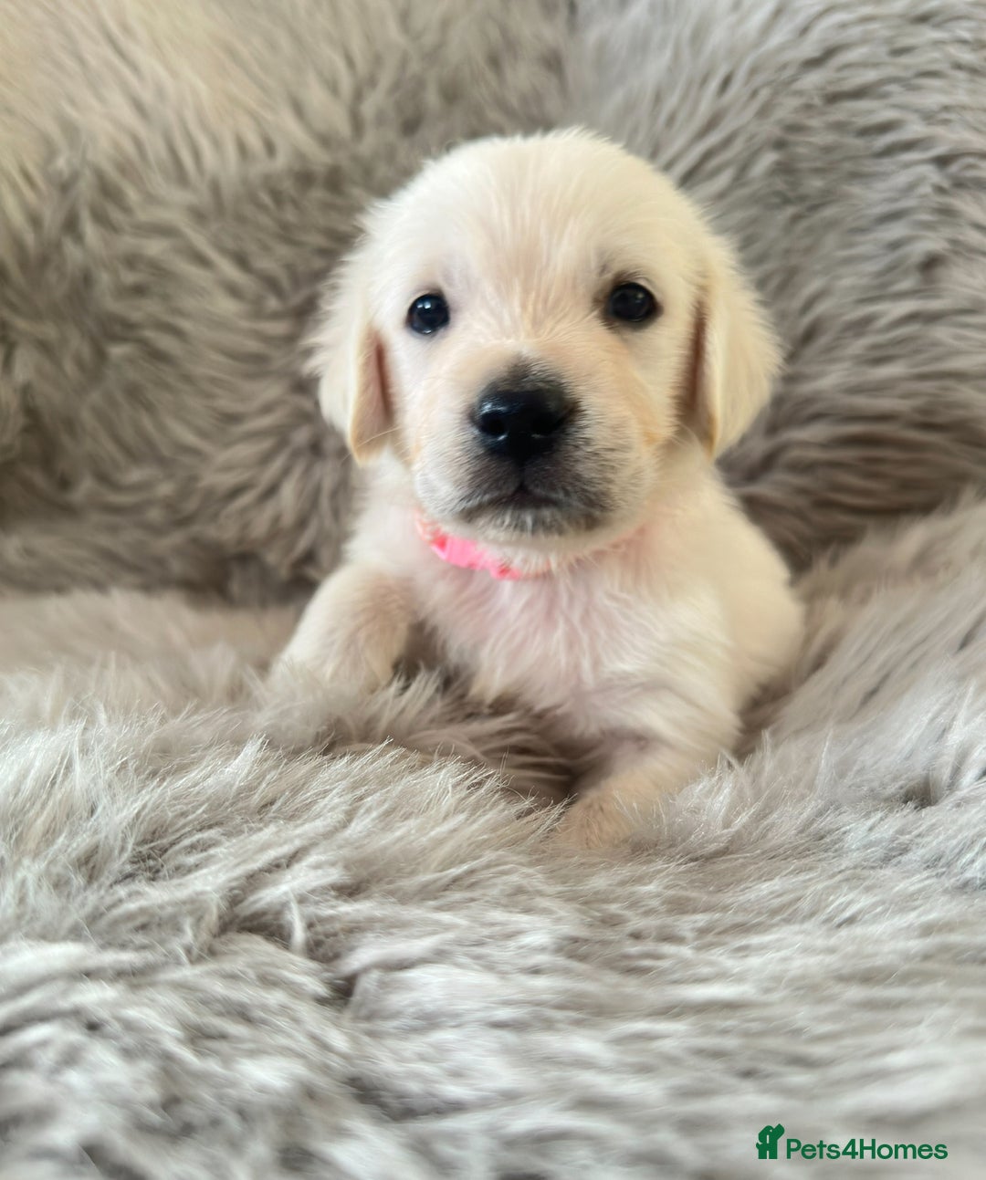 Golden Retriever dogs for sale: KC REGISTERED GOLDEN RETRIEVER PUPS - Image 5