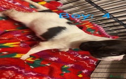 English Springer Spaniel dogs for sale: Beautiful litter of 11 springer spaniel puppies  - Advert 13