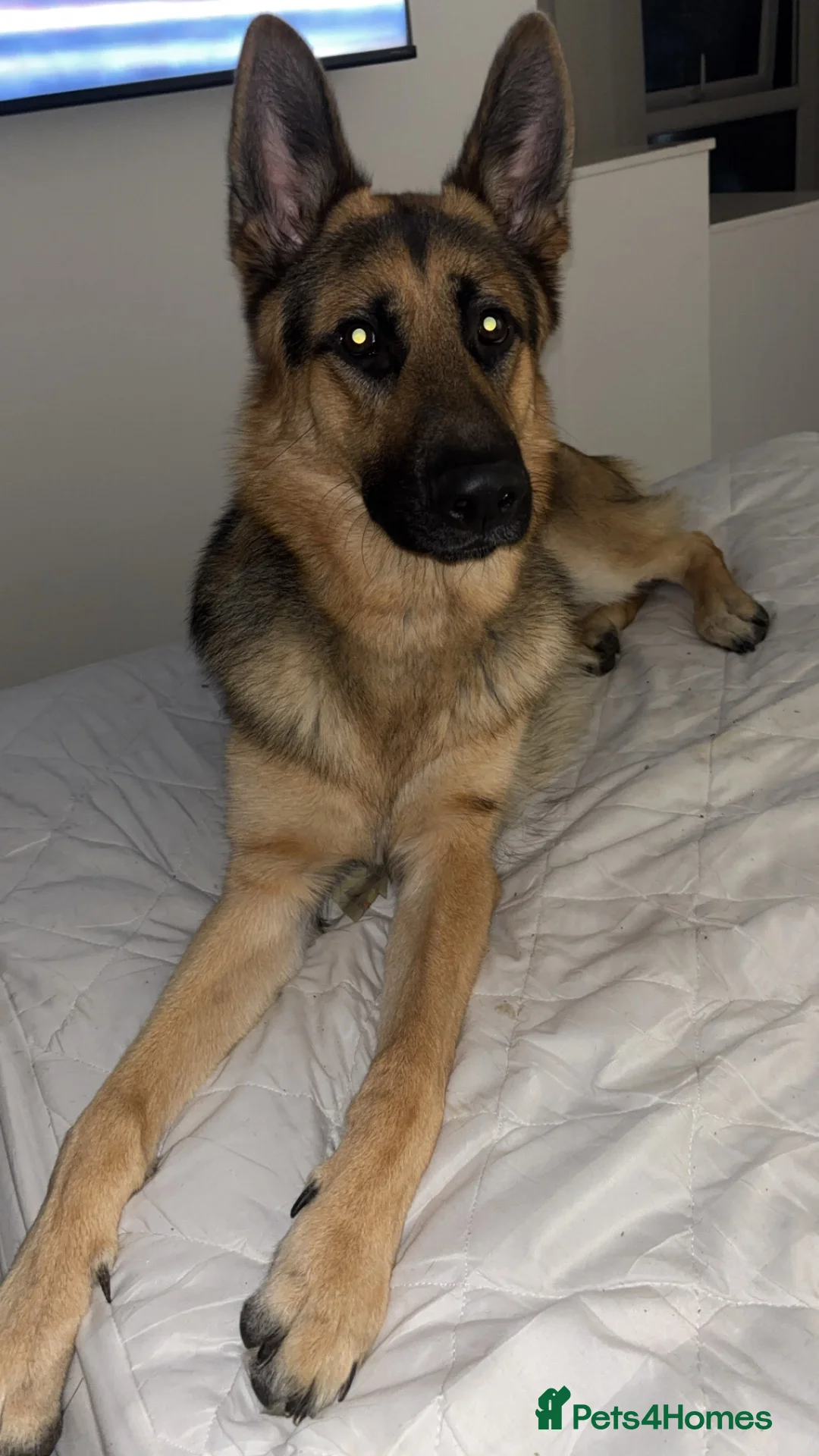 German Shepherd dogs for sale: Ammo  in Preston - Advert 1