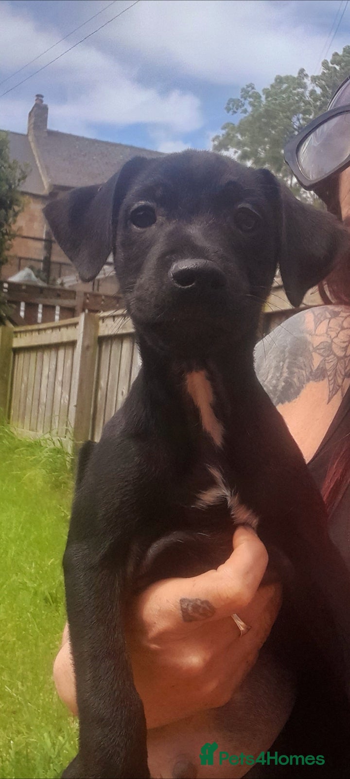 Mixed Breed dogs for sale: Lakeland x patterdale  - Advert 2