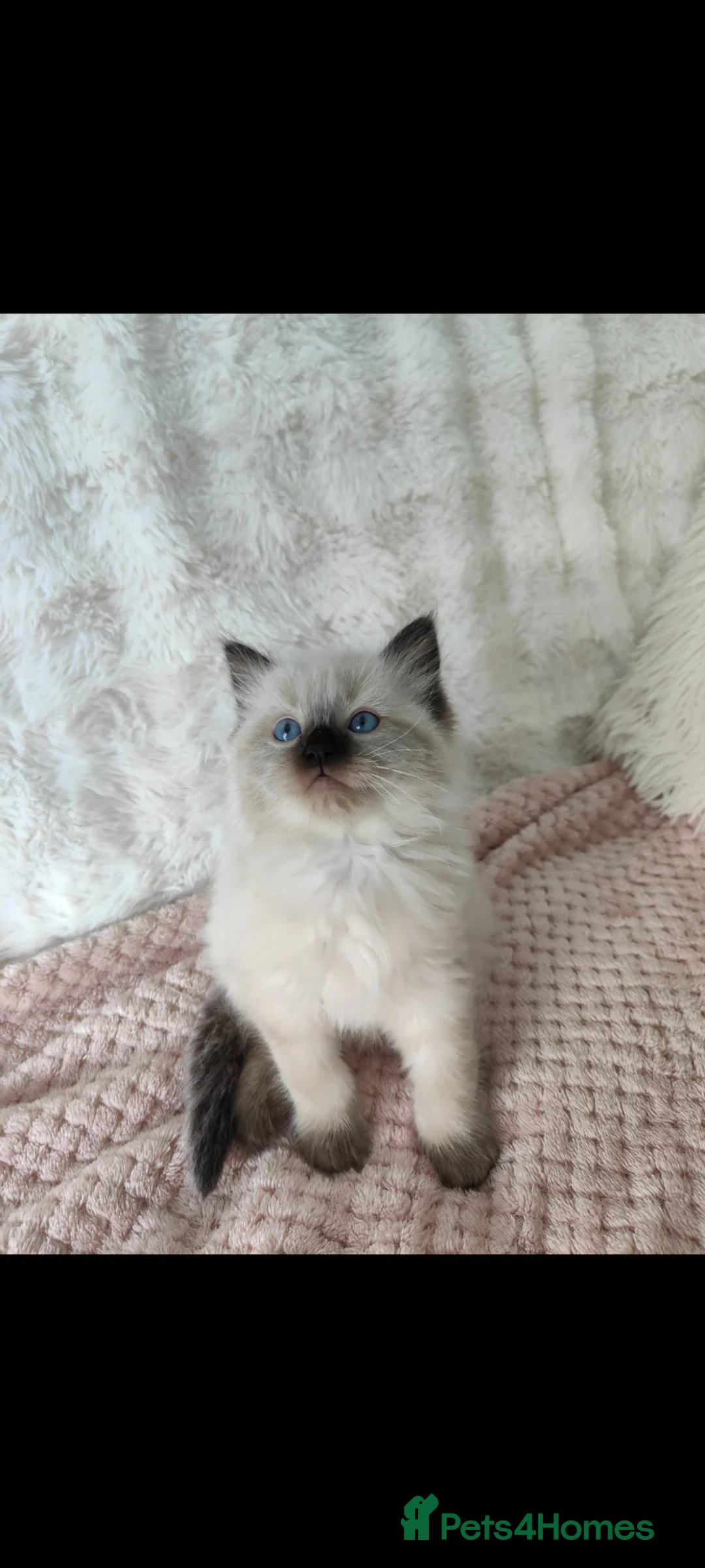 Ragdoll cats for sale: Ragdoll kittens  - Advert 2