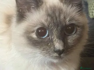 Ragdoll cats Ragdoll - Advert 1