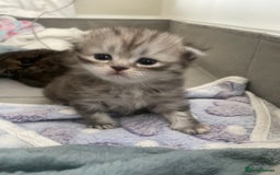Scottish Fold cats for sale: 2 beautiful Scottish fold kittens  - Image 4