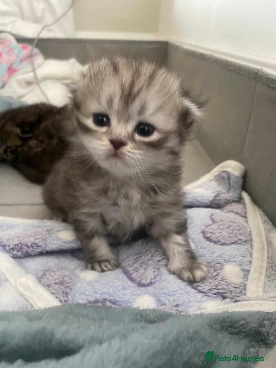 Scottish Fold cats for sale: 2 beautiful Scottish fold kittens  - Image 4