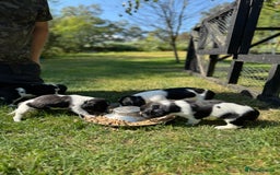 English Springer Spaniel dogs for sale: Springer Spaniel Puppies - Image 12