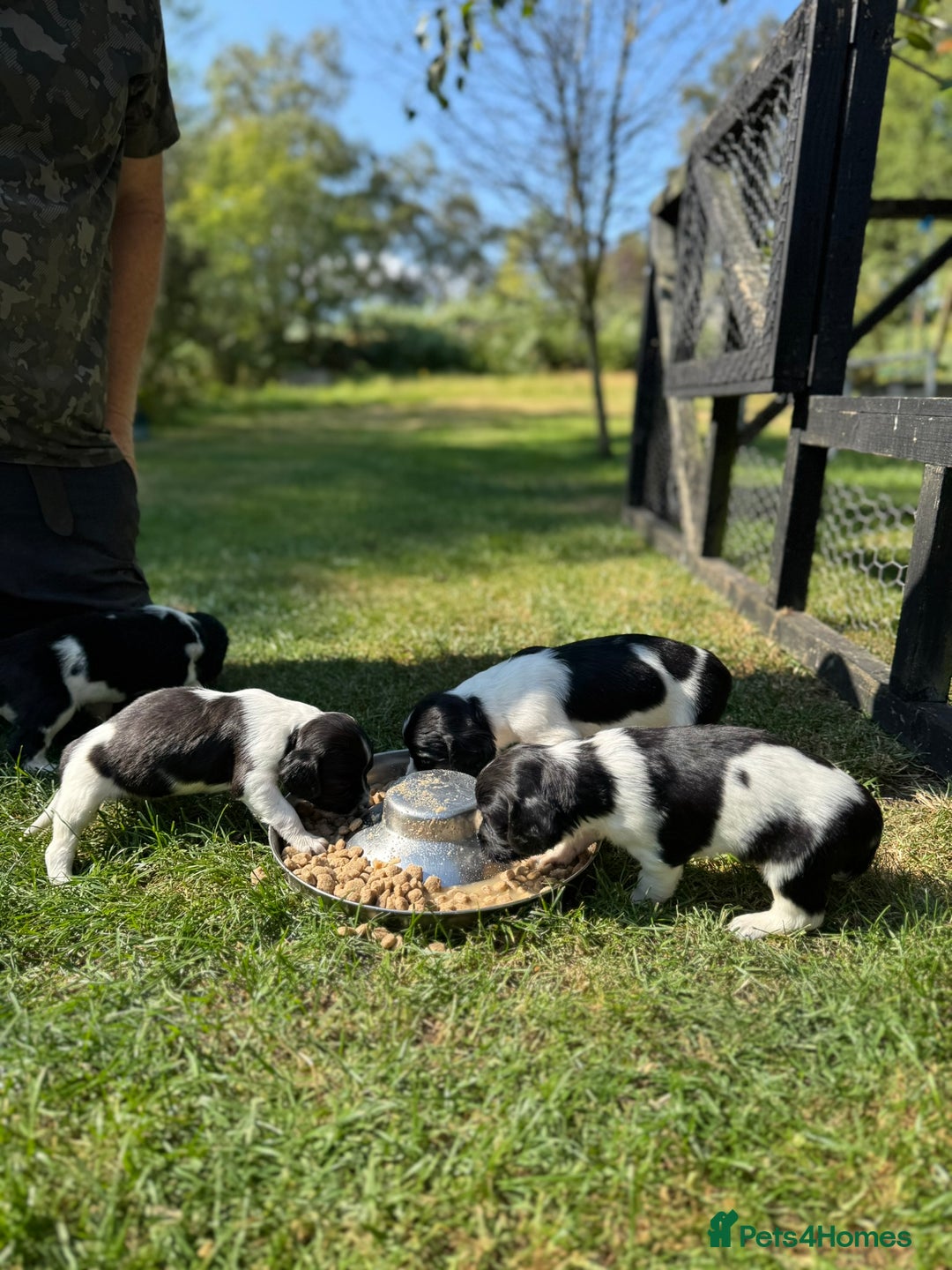 English Springer Spaniel dogs for sale: Springer Spaniel Puppies - Image 12