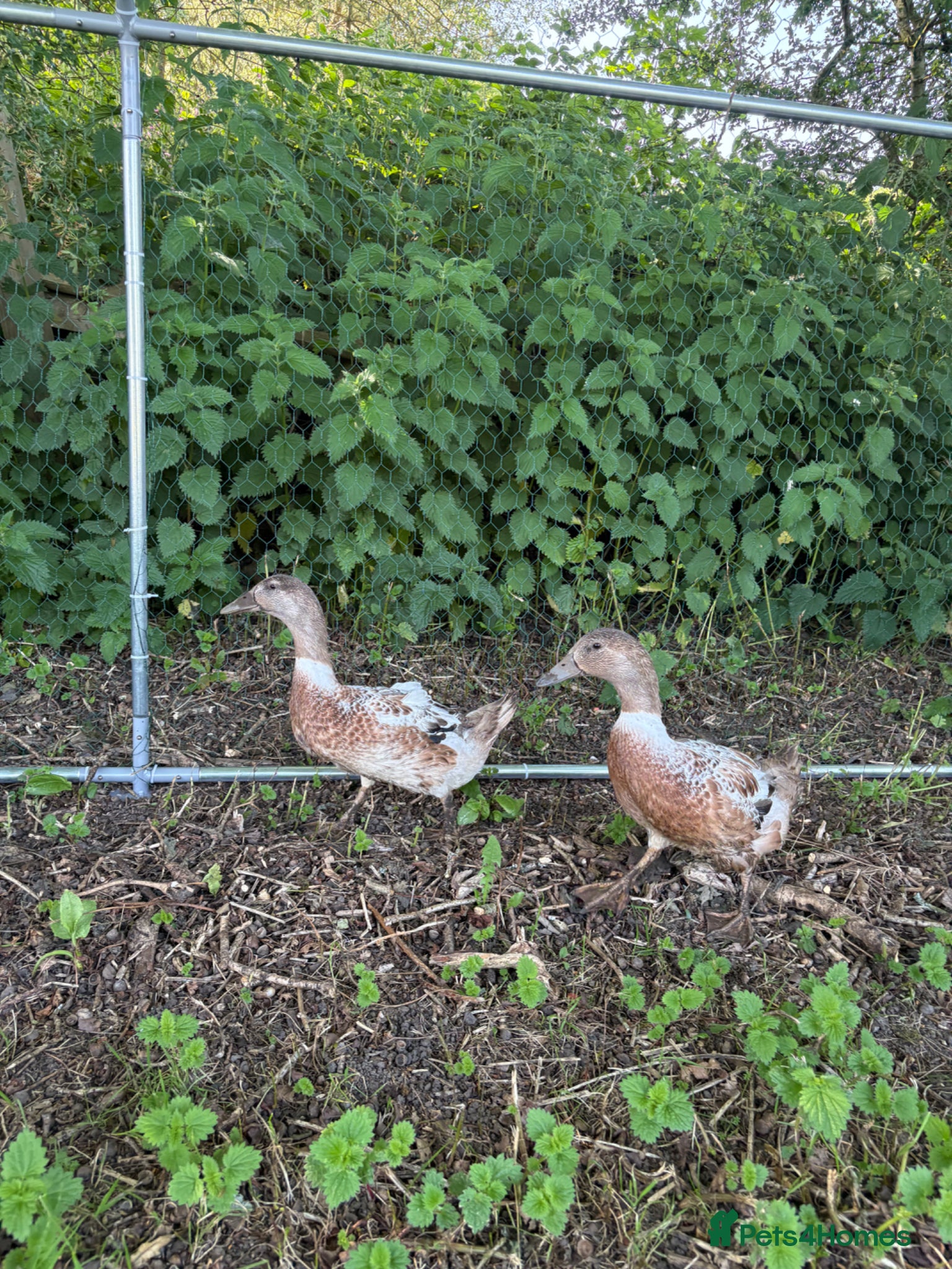 Ducks poultry WELSH HARLEQUIN DUCKS – UNSEXED PAIR | 8 WEEKS OLD - Advert 6