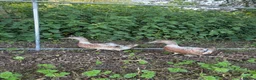 Ducks poultry for sale: WELSH HARLEQUIN DUCKS – UNSEXED PAIR | 8 WEEKS OLD - Advert 1