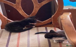 Mixed Breed cats for sale: 2 boys 1 girl left - Image 7