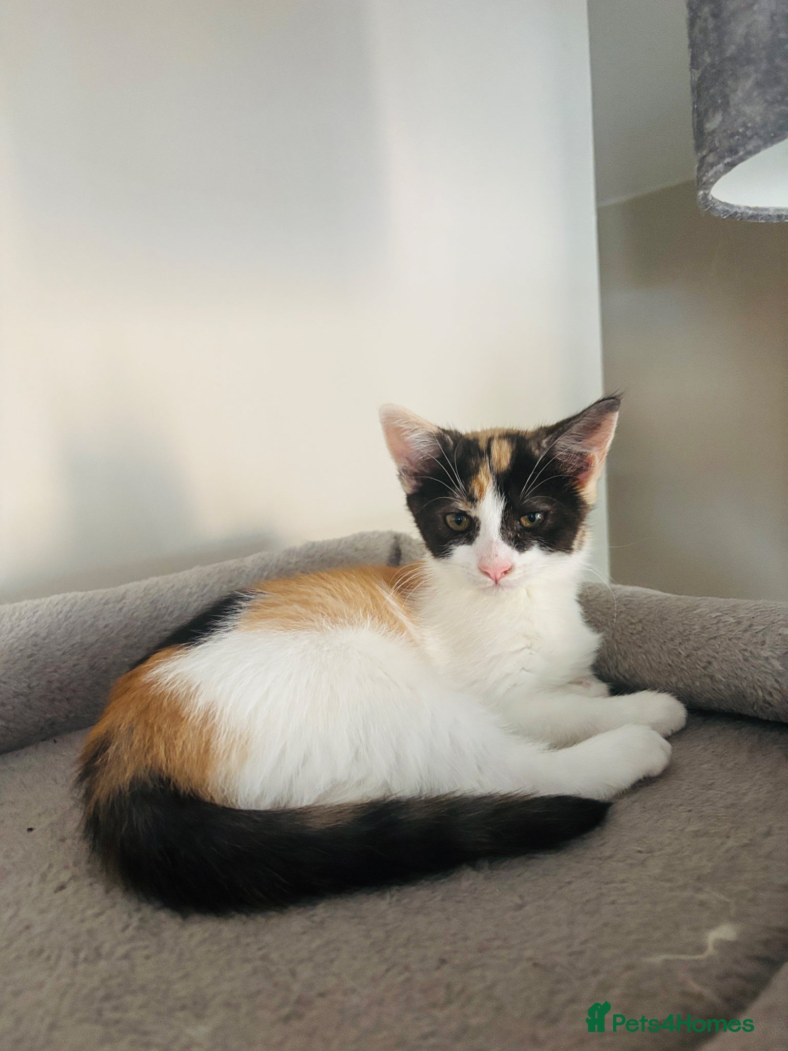 Mixed Breed cats Mainecoon Turkish van mix kitten READY TO LEAVE - Advert 2