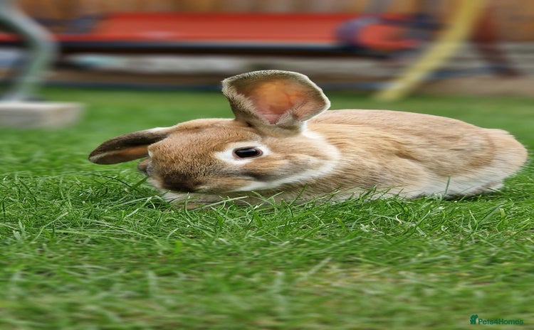 Mixed Breed rabbits - Advert 2