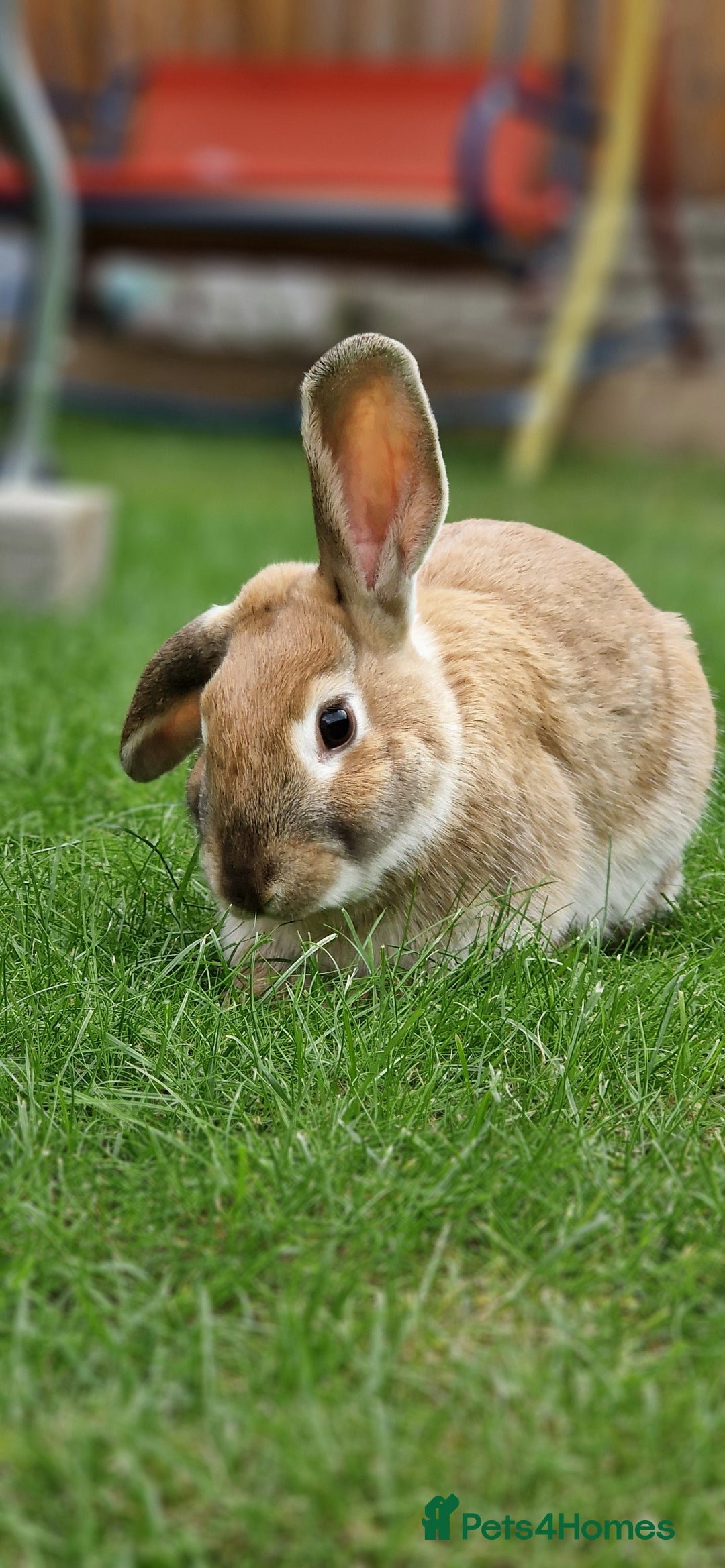 Mixed Breed rabbits for sale: Bunnies - Image 1